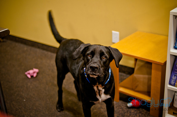 Mutt Mixer-1