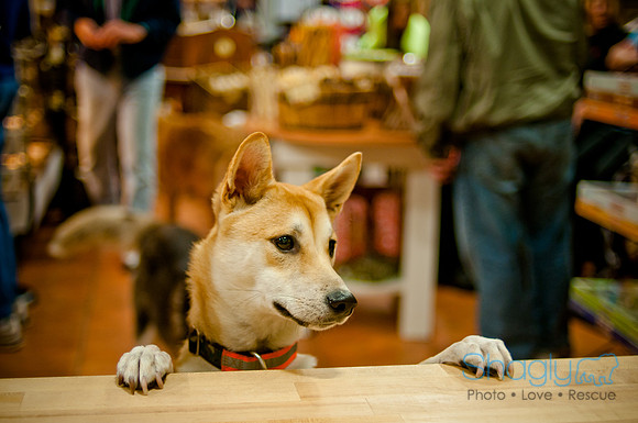Mutt Mixer-6