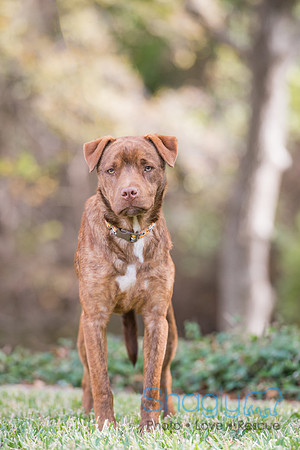 Oakley