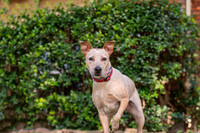 Nala
