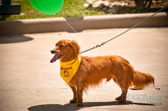 Operation Kindness Anniversary-1