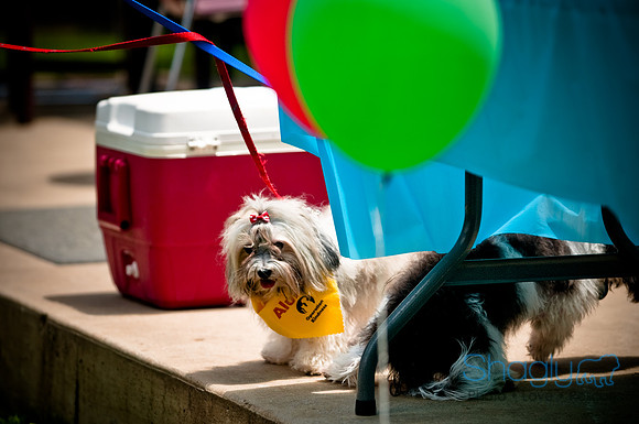 Operation Kindness Anniversary-7