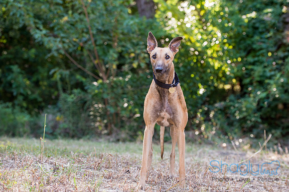 Penny