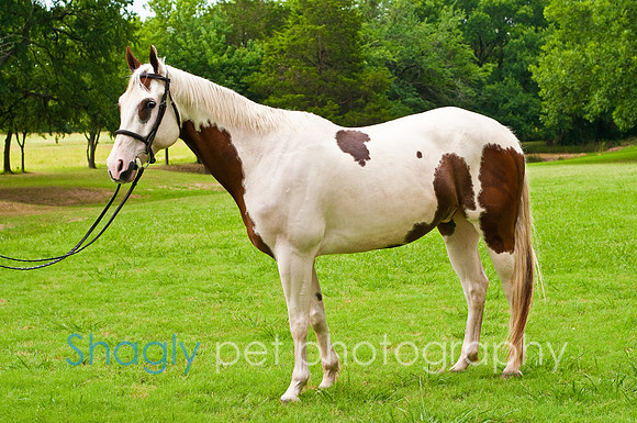 White Horse Farms-3