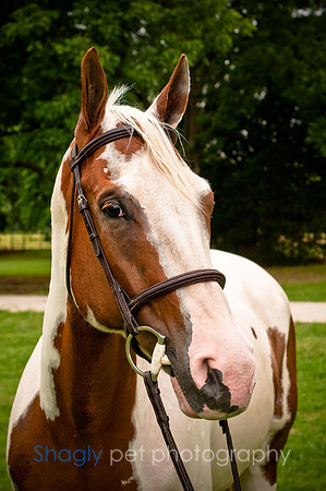 White Horse Farms-7