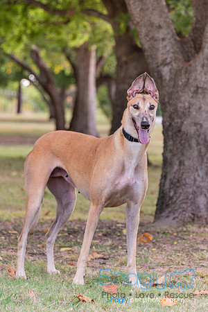 Bebe