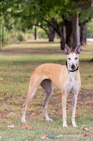 Blanca