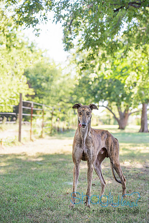 Shannon