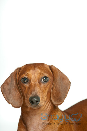 Hank