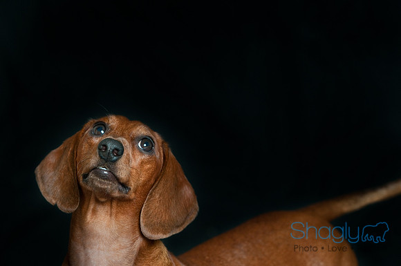 Hank-18