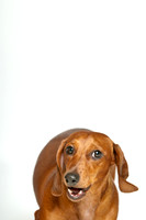 Hank-2