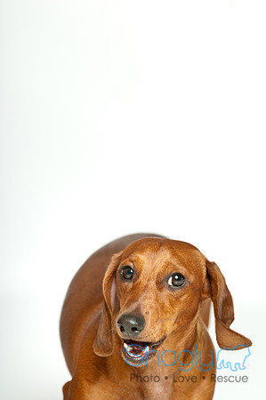 Hank-2