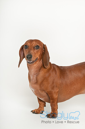 Hank-28