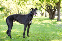 Duke