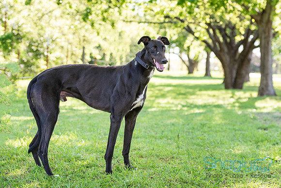 Duke