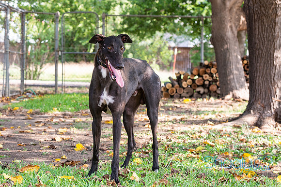 Sampson