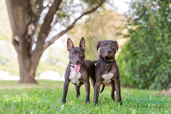 Nick and Nora