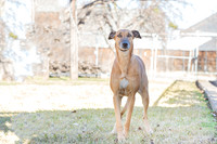 Marcie