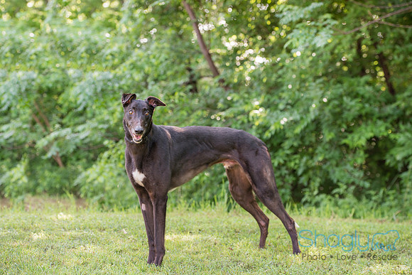 Blackie
