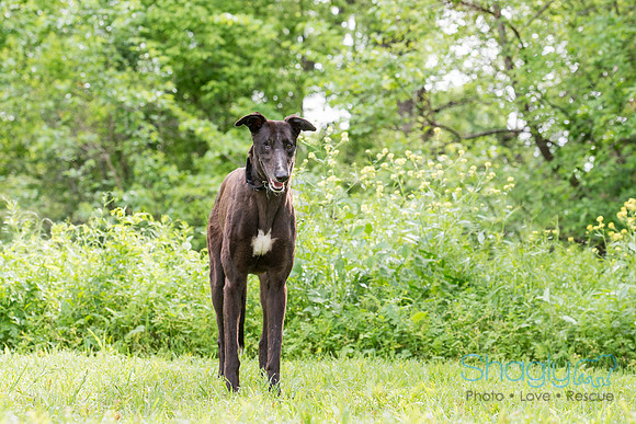 Ringo