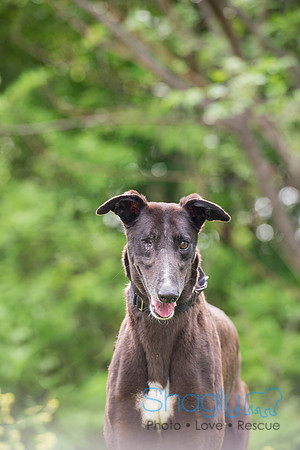 Ringo