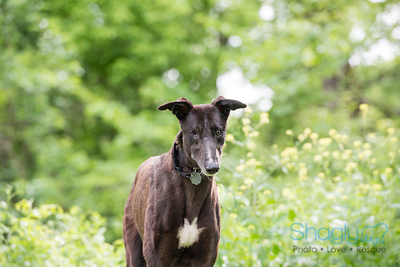 Ringo