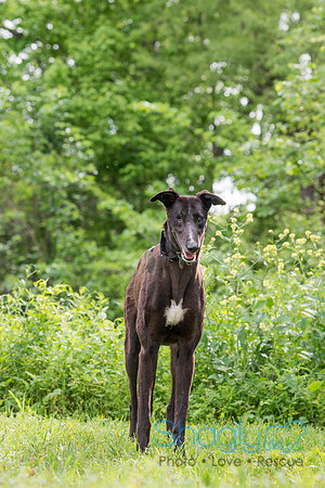 Ringo
