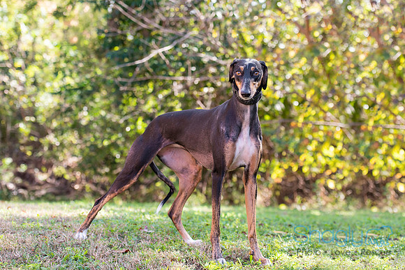 Liza