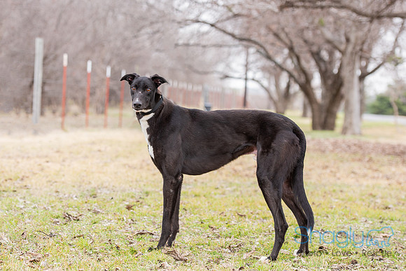 Reed