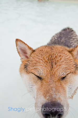 Wags and Waves 2011-215