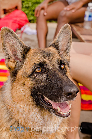 Wags and Waves 2011-229