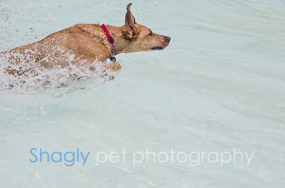 Wags and Waves 2011-258