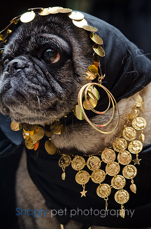 PugOween-101
