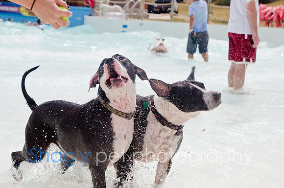 Wags and Waves 2011-287