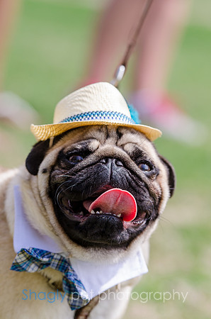 Pugapalooza 2012-92