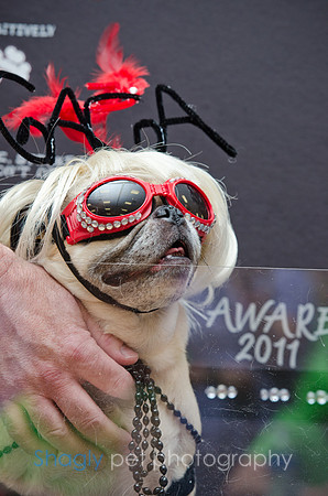 PugOween-82