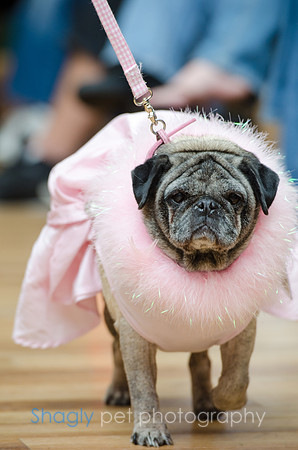 PugOween-9