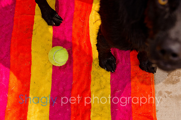 Wags and Waves 2011-230