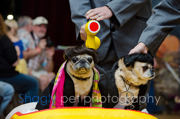 PugOween-198