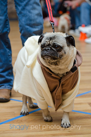 PugOween-128