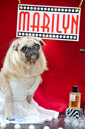 PugOween-96