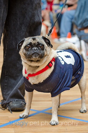 PugOween-115