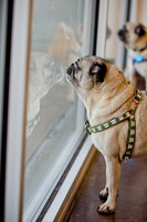 DFW Pug Rescue-The Boarding Bungalow-1