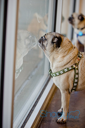DFW Pug Rescue-The Boarding Bungalow-1