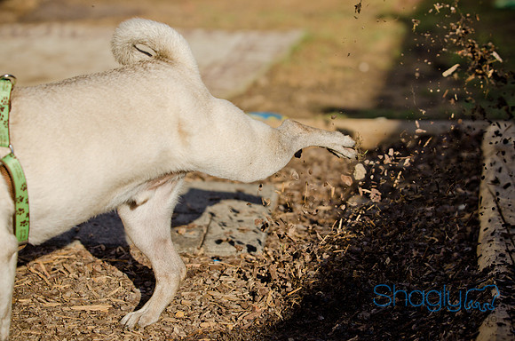DFW Pug Rescue-The Boarding Bungalow-29