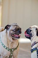 DFW Pug Rescue-The Boarding Bungalow-18