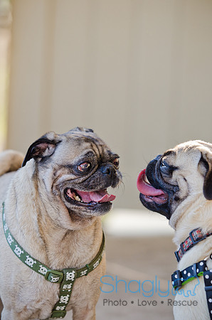 DFW Pug Rescue-The Boarding Bungalow-18