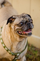 DFW Pug Rescue-The Boarding Bungalow-7
