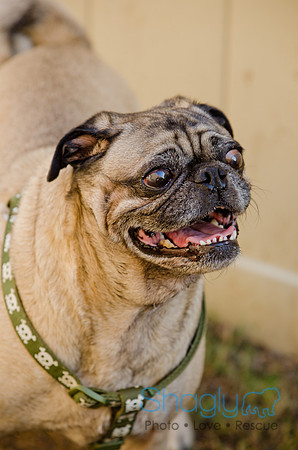 DFW Pug Rescue-The Boarding Bungalow-7