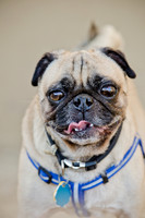 DFW Pug Rescue-The Boarding Bungalow-12